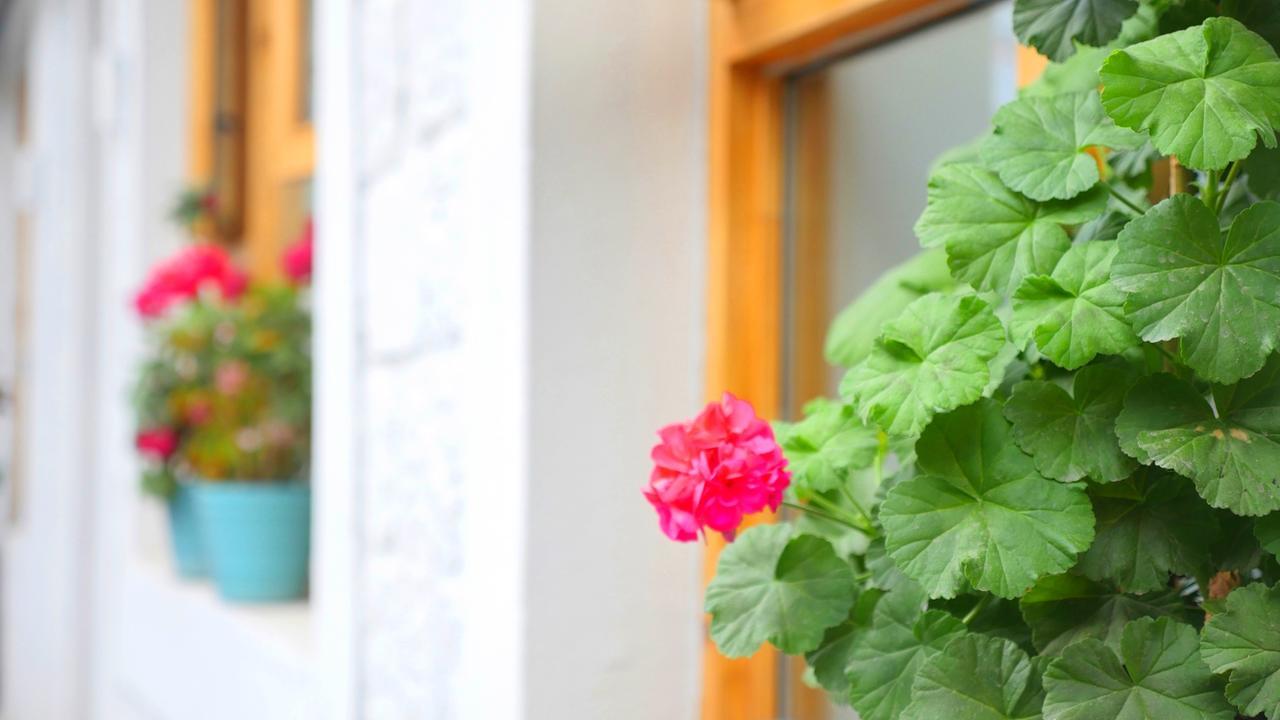 Fengma Feiyang Hostel Lhasa Luaran gambar